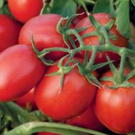 Томат Намиб F1 за 10 сем.