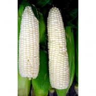 Кукурудза Сніжна королева за 20 г