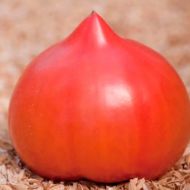 Томат Рожевий чемпіон за 0,1 г