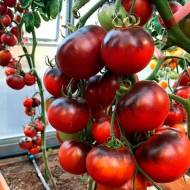 Томат Черный император за 0,1 г