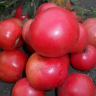 Томат Глаша за 0,1 г