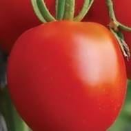 Томат Алтайский силач за 0,1 г