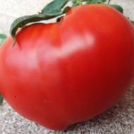 Томат Пан Томат за 0,1 г