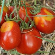 Томат Ирландский штрудель за 0,1 г