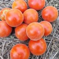 Томат Бархатный Пижон за 0,1 г