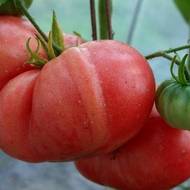 Томат Большая медведица за 0,1 г