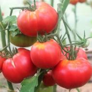 Томат Добрий молодець за 0,1 г