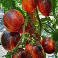 Томат Гаргамель за 0,1 г