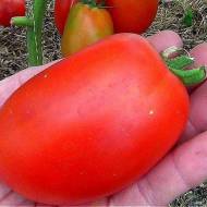 Томат Кенигсберг за 0,1 г