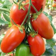 Томат Красавчик за 0,1 г