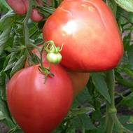 Томат Серце Америки за 0,1 г