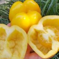 Томат Фаршировочний жовтий за 0,1 г