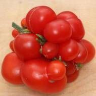 Томат Чесночный за 0,1 г