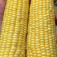 Кукурудза цукрова Багратіон F1