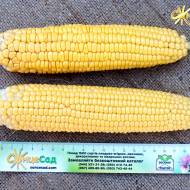 Кукурудза цукрова Візантія F1