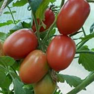 Томат Мархотская гроздь за 0,1 г