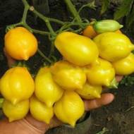 Томат Анна Герман за 0,1 г