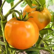 Томат Руслан за 0,1 г