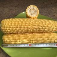 Кукурудза цукрова Ларус F1