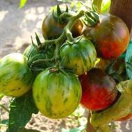 Томат Фаберже за 0,1 г