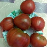 Томат Гном Шоколадное сердце за 0,1 г