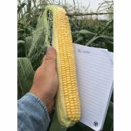 Кукурудза солодка Мегатон F1 за 5 г