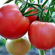 Томат Шанс за 10 сем.