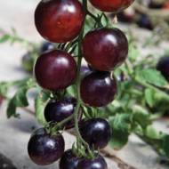 Томат Индиго роуз за 20 сем.