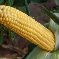 Кукурудза Джамала F1