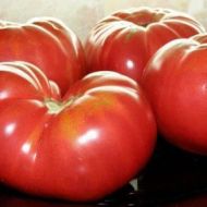 Томат Бычий лоб за 0,1 г