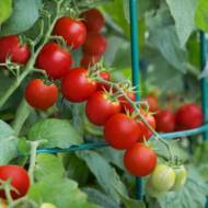 Томат Фортэ Марэ F1 коктейльный за 0,1 г