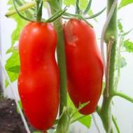 Томат Черевички за 0,1 г
