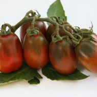 Томат Шоколадний зайчик за 0,1 г