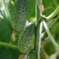 Огурец Азбука F1 за 0,25 г