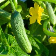 Огірок Гвоздик F1 за 0,5 г