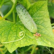 Огурец Сударь F1 за 0,25 г