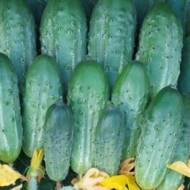 Огурец Компас F1 за 0,25 г