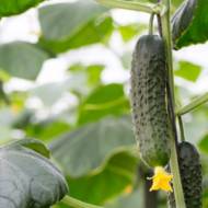 Огурец Дядя Федя F1 за 10 сем.