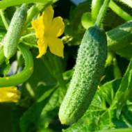 Огурец Крошка Шанхая за 10 сем.