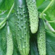 Огірок Майський F1 за 0,25 г