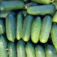 Огурец Акорд F1 за 10 сем.