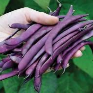 Квасоля спаржева Блаухільда