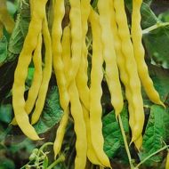 Квасоля спаржева Богема за 10 г