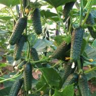 Огурец Надежный за 0,25 г