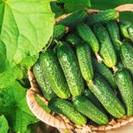 Огурец Виноградная кисть F1 за 1 г