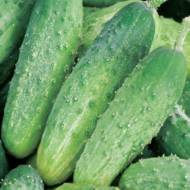 Огурец Голубчик F1 за 0,25 г