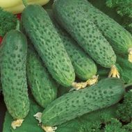 Огірок Дездемона F1 за 20 нас.