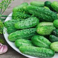 Огірок До чарочки F1 за 15 нас.