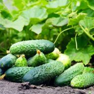 Огірок Новинка сезона F1 за 0,5 г