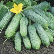Огірок Октопус F1 за 10 нас.